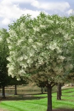 Grancy Graybeard - White Fringe Tree - 7 Gallon Pot (2-3') 12 Grancy Graybeard - White Fringe Tree - 7 Gallon Pot (2-3') -SHRUBS and BUSHES Store chionanthus virginicus grancy greybeard single stem tree 2