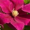 Acropolis Clematis - 1 Gallon Pot 1 Acropolis Clematis - 1 Gallon Pot -SHRUBS and BUSHES Store clematis acropolis 4