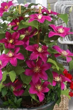 Acropolis Clematis - 1 Gallon Pot -SHRUBS and BUSHES Store clematis acropolis 7