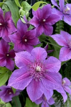 Adam's Courage Clematis - 1 Gallon Pot -SHRUBS and BUSHES Store clematis adams courage 2