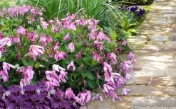 Alionushka Clematis - 1 Gallon Pot -SHRUBS and BUSHES Store clematis alionushka 10