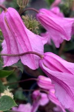 Alionushka Clematis - 1 Gallon Pot -SHRUBS and BUSHES Store clematis alionushka 500x750 1