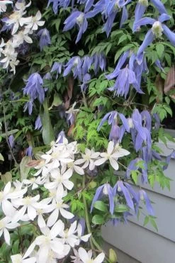 Blue Dancer Clematis - 1 Gallon Pot 14 Blue Dancer Clematis - 1 Gallon Pot -SHRUBS and BUSHES Store clematis alpina blue dancer 5