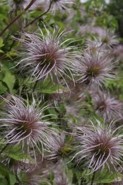 Blue Dancer Clematis - 1 Gallon Pot 15 Blue Dancer Clematis - 1 Gallon Pot -SHRUBS and BUSHES Store clematis alpina blue dancer 8
