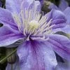 Arabella Clematis - 1 Gallon Pot 2 Arabella Clematis - 1 Gallon Pot -SHRUBS and BUSHES Store clematis arabella 15