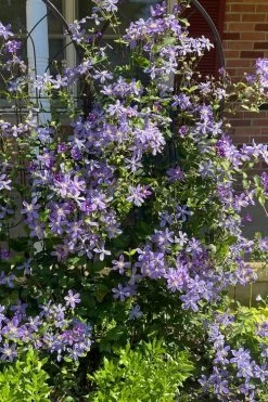Arabella Clematis - 1 Gallon Pot 16 Arabella Clematis - 1 Gallon Pot -SHRUBS and BUSHES Store clematis arabella 6
