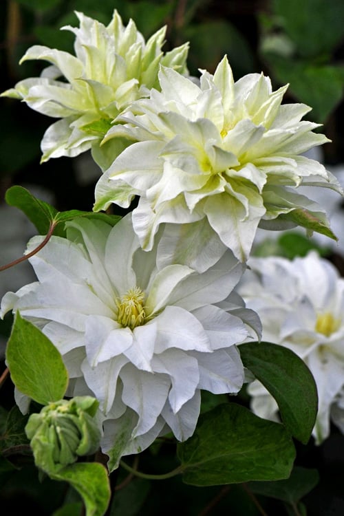 SHRUBS and BUSHES Store 41 SHRUBS and BUSHES Store -SHRUBS and BUSHES Store clematis arctic queen 10 1