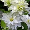 Arctic Queen Clematis - 1 Gallon Pot 1 Arctic Queen Clematis - 1 Gallon Pot -SHRUBS and BUSHES Store clematis arctic queen 10