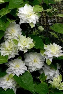Arctic Queen Clematis - 1 Gallon Pot 13 Arctic Queen Clematis - 1 Gallon Pot -SHRUBS and BUSHES Store clematis arctic queen 12