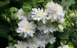 Arctic Queen Clematis - 1 Gallon Pot 16 Arctic Queen Clematis - 1 Gallon Pot -SHRUBS and BUSHES Store clematis arctic queen 5