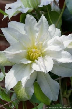Arctic Queen Clematis - 1 Gallon Pot 17 Arctic Queen Clematis - 1 Gallon Pot -SHRUBS and BUSHES Store clematis arctic queen 8