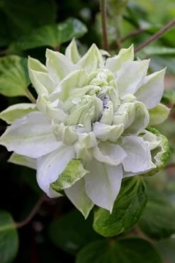 Arctic Queen Clematis - 1 Gallon Pot 14 Arctic Queen Clematis - 1 Gallon Pot -SHRUBS and BUSHES Store clematis arctic queen 9