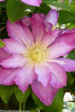 Asao Clematis - 1 Gallon Pot 12 Asao Clematis - 1 Gallon Pot -SHRUBS and BUSHES Store clematis asao 10