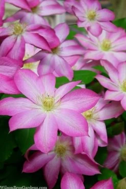 Asao Clematis - 1 Gallon Pot 13 Asao Clematis - 1 Gallon Pot -SHRUBS and BUSHES Store clematis asao 15
