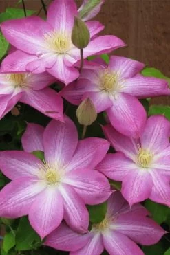 Asao Clematis - 1 Gallon Pot 14 Asao Clematis - 1 Gallon Pot -SHRUBS and BUSHES Store clematis asao 7