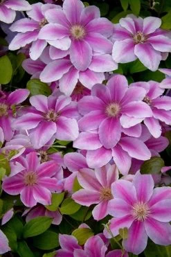 Bees Jubilee Clematis - 1 Gallon Pot -SHRUBS and BUSHES Store clematis bees jubilee 13