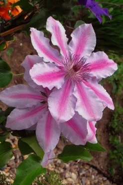 Bees Jubilee Clematis - 1 Gallon Pot -SHRUBS and BUSHES Store clematis bees jubilee 5