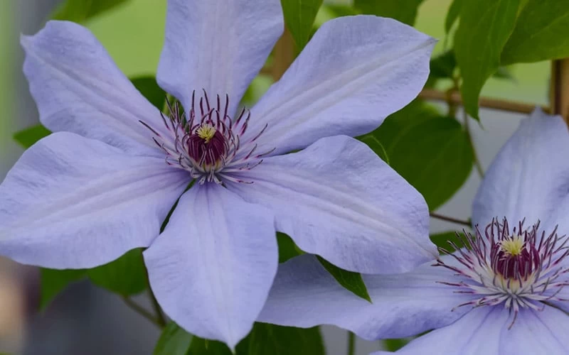 Bernadine Clematis - 1 Gallon Pot 8 Bernadine Clematis - 1 Gallon Pot - Image 6