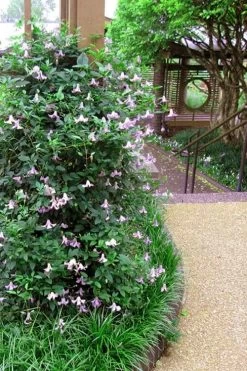 Betty Corning Clematis - 1 Gallon Pot -SHRUBS and BUSHES Store clematis betty corning 6