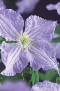 Blue Angel Clematis - 1 Gallon Pot -SHRUBS and BUSHES Store clematis blue angel 2