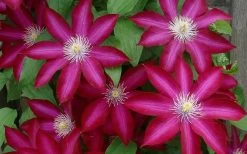 Bourbon Clematis - 1 Gallon Pot -SHRUBS and BUSHES Store clematis bourbon 4