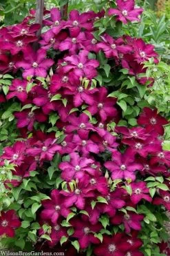 Cardinal Wyszynski Clematis - 1 Gallon Pot 11 Cardinal Wyszynski Clematis - 1 Gallon Pot -SHRUBS and BUSHES Store clematis cardinal wyszynski 7