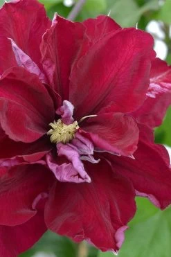 Charmaine Clematis - 1 Gallon Pot -SHRUBS and BUSHES Store clematis charmaine 2