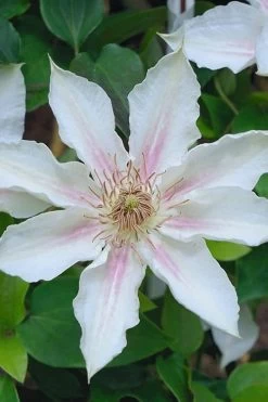 Corinne Clematis - 1 Gallon Pot 15 Corinne Clematis - 1 Gallon Pot -SHRUBS and BUSHES Store clematis corinne 14