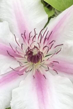 Corinne Clematis - 1 Gallon Pot 13 Corinne Clematis - 1 Gallon Pot -SHRUBS and BUSHES Store clematis corinne 15