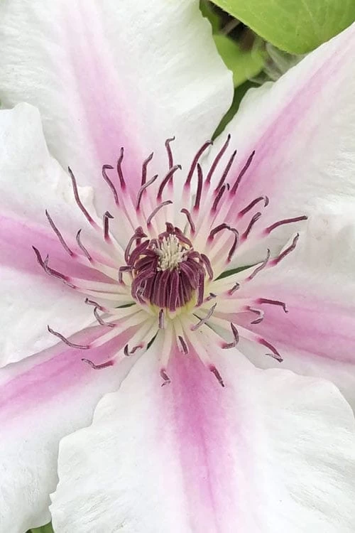 Corinne Clematis - 1 Gallon Pot 6 Corinne Clematis - 1 Gallon Pot - Image 4