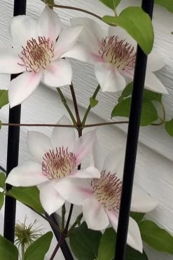 Corinne Clematis - 1 Gallon Pot 16 Corinne Clematis - 1 Gallon Pot -SHRUBS and BUSHES Store clematis corinne 17