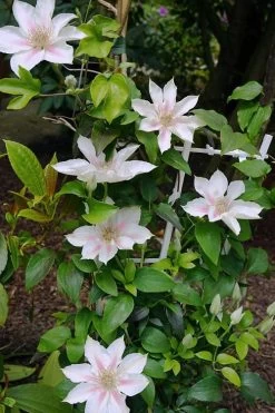 Corinne Clematis - 1 Gallon Pot 17 Corinne Clematis - 1 Gallon Pot -SHRUBS and BUSHES Store clematis corinne 18