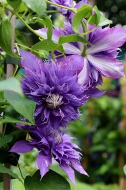 Diamantina Clematis - 1 Gallon Pot 10 Diamantina Clematis - 1 Gallon Pot -SHRUBS and BUSHES Store clematis diamantina 1