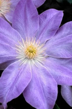 Diana's Delight Clematis - 1 Gallon Pot -SHRUBS and BUSHES Store clematis dianas delight 1