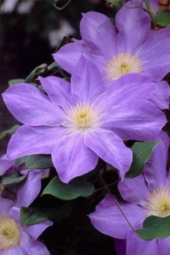 Diana's Delight Clematis - 1 Gallon Pot -SHRUBS and BUSHES Store clematis dianas delight 2