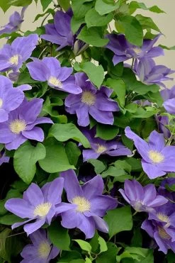 Diana's Delight Clematis - 1 Gallon Pot -SHRUBS and BUSHES Store clematis dianas delight 3