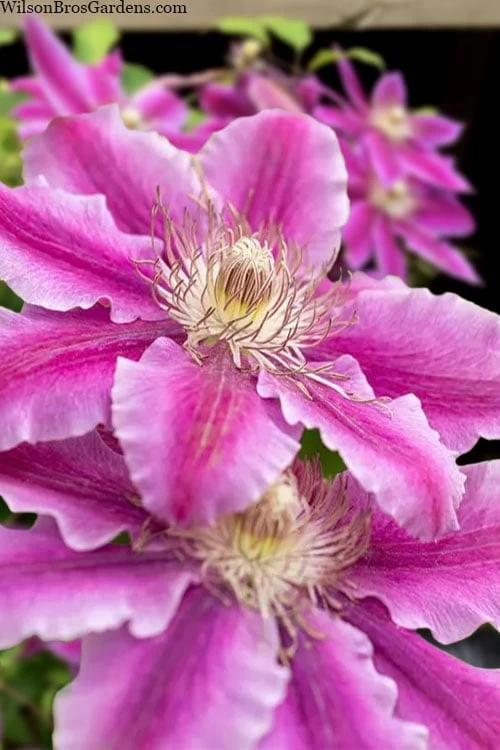 Dr. Ruppel Clematis - 1 Gallon Pot 3 Dr. Ruppel Clematis - 1 Gallon Pot
