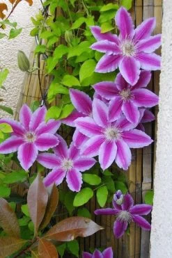 Dr. Ruppel Clematis - 1 Gallon Pot 23 Dr. Ruppel Clematis - 1 Gallon Pot -SHRUBS and BUSHES Store clematis dr ruppel 11