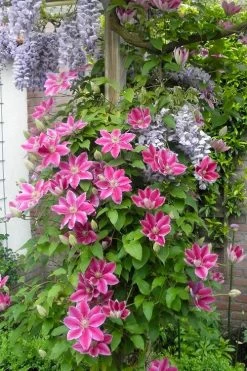 Dr. Ruppel Clematis - 1 Gallon Pot 17 Dr. Ruppel Clematis - 1 Gallon Pot -SHRUBS and BUSHES Store clematis dr ruppel 12