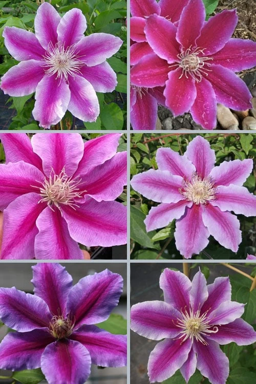 Dr. Ruppel Clematis - 1 Gallon Pot 6 Dr. Ruppel Clematis - 1 Gallon Pot - Image 4