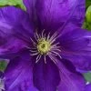Duchess Of Cornwall Clematis- 1 Gallon Pot 2 Duchess Of Cornwall Clematis- 1 Gallon Pot -SHRUBS and BUSHES Store clematis duchess of cornwall 3