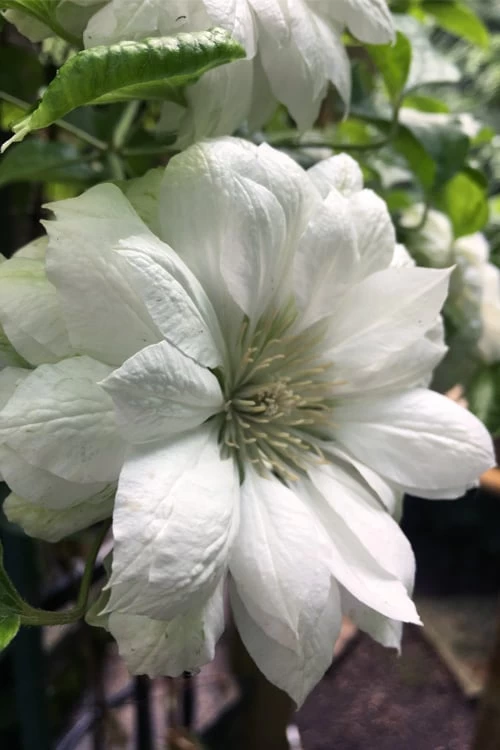 Duchess Of Edinburgh Clematis - 2 Gallon Pot 3 Duchess Of Edinburgh Clematis - 2 Gallon Pot