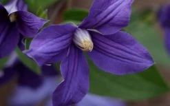Durandii Clematis - 1 Gallon Pot 22 Durandii Clematis - 1 Gallon Pot -SHRUBS and BUSHES Store clematis durandii 12
