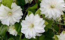 Duchess Of Edinburgh Clematis - 1 Gallon Pot -SHRUBS and BUSHES Store clematis duschess of edinburgh 3