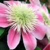 Empress Clematis - 1 Gallon Pot 2 Empress Clematis - 1 Gallon Pot -SHRUBS and BUSHES Store clematis empress 6