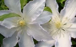 Gillian Blades Clematis - 1 Gallon Pot 13 Gillian Blades Clematis - 1 Gallon Pot -SHRUBS and BUSHES Store clematis gillian blades 4