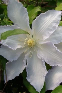 Gillian Blades Clematis - 1 Gallon Pot 11 Gillian Blades Clematis - 1 Gallon Pot -SHRUBS and BUSHES Store clematis gillian blades 5