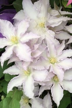 Gillian Blades Clematis - 1 Gallon Pot 12 Gillian Blades Clematis - 1 Gallon Pot -SHRUBS and BUSHES Store clematis gillian blades 500x750 1
