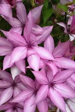 Giselle Clematis - 1 Gallon Pot 13 Giselle Clematis - 1 Gallon Pot -SHRUBS and BUSHES Store clematis giselle 13