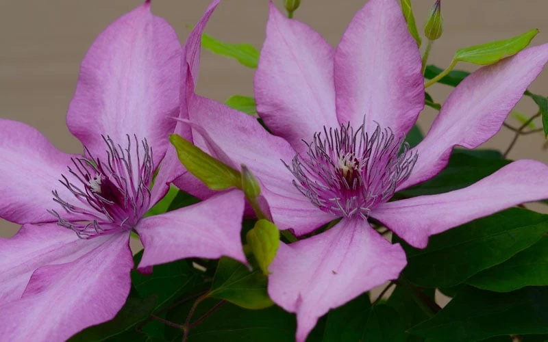 Giselle Clematis - 1 Gallon Pot 10 Giselle Clematis - 1 Gallon Pot - Image 8